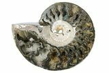 One Side Polished, Pyritized Fossil, Ammonite - Russia #174982-2
